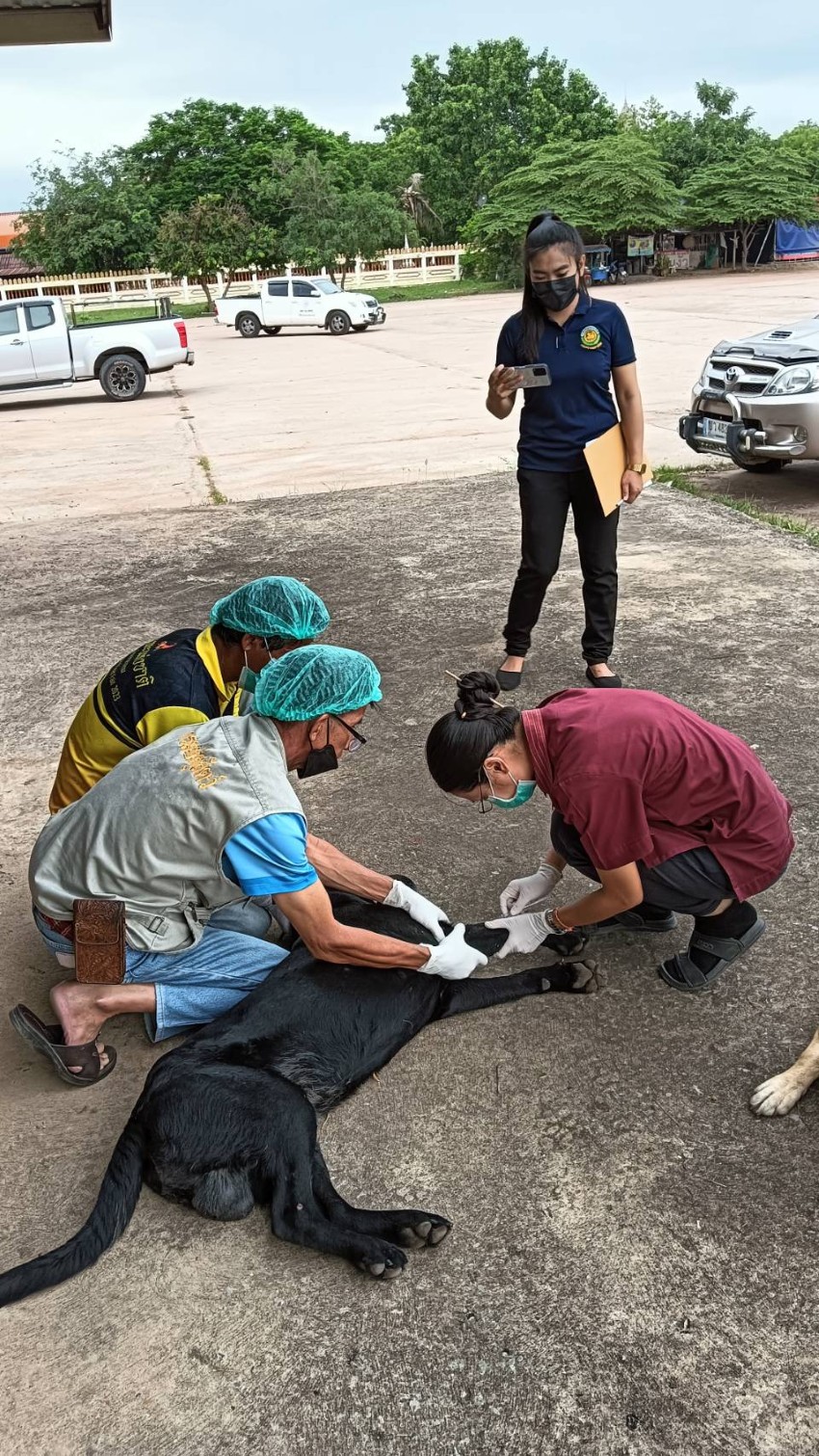 วันที่ 20 กรกฎาคม 2566 องค์การบริหารส่วนตำบลเขื่อนร่วมกัยกรมปศุสัตว์อำเภอโสุมพิสัย ได้มีการออกพื้นที่เพื่อทำหมั้นสุนัขและแมว